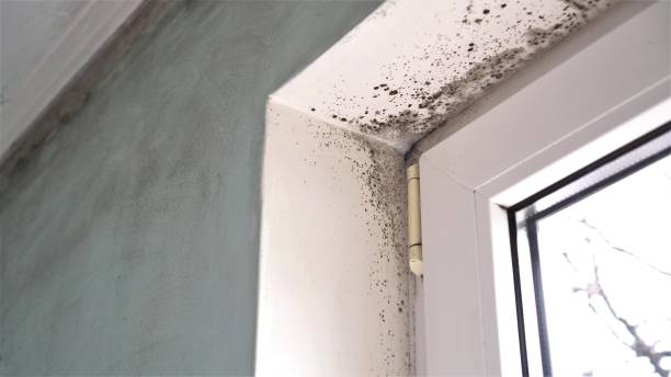 Best Insurance-Related Mold Remediation in Amelia Court House, VA