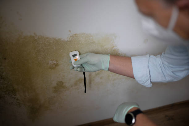 Best Black Mold Remediation in Amelia Court House, VA