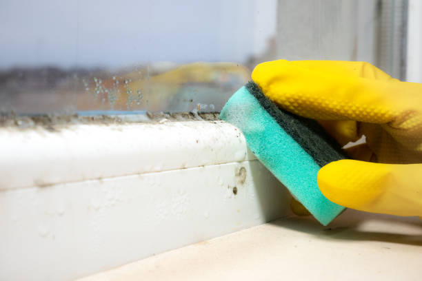 Best Attic Mold Remediation in Amelia Court House, VA