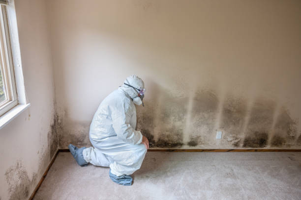 Best Localized Mold Remediation (e.g., coastal areas, humid climates) in Amelia Court House, VA