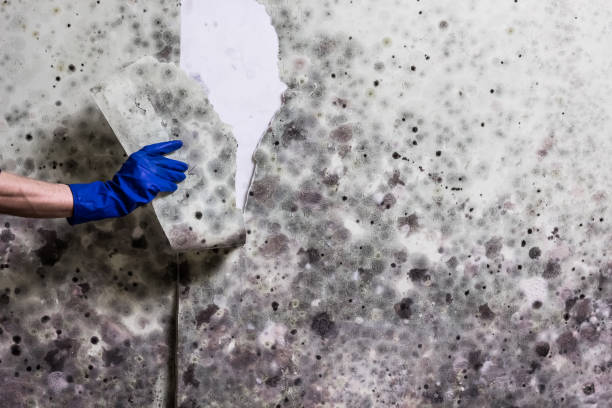 Best DIY Mold Remediation Support Services in Amelia Court House, VA
