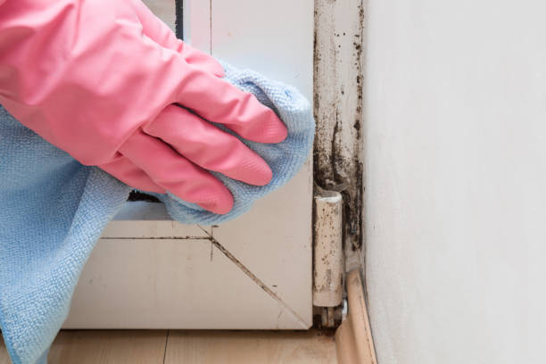Professional Mold Remediation in Amelia Court House, VA