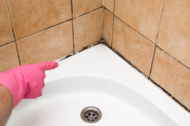 Best Insurance-Related Mold Remediation in Amelia Court House, VA